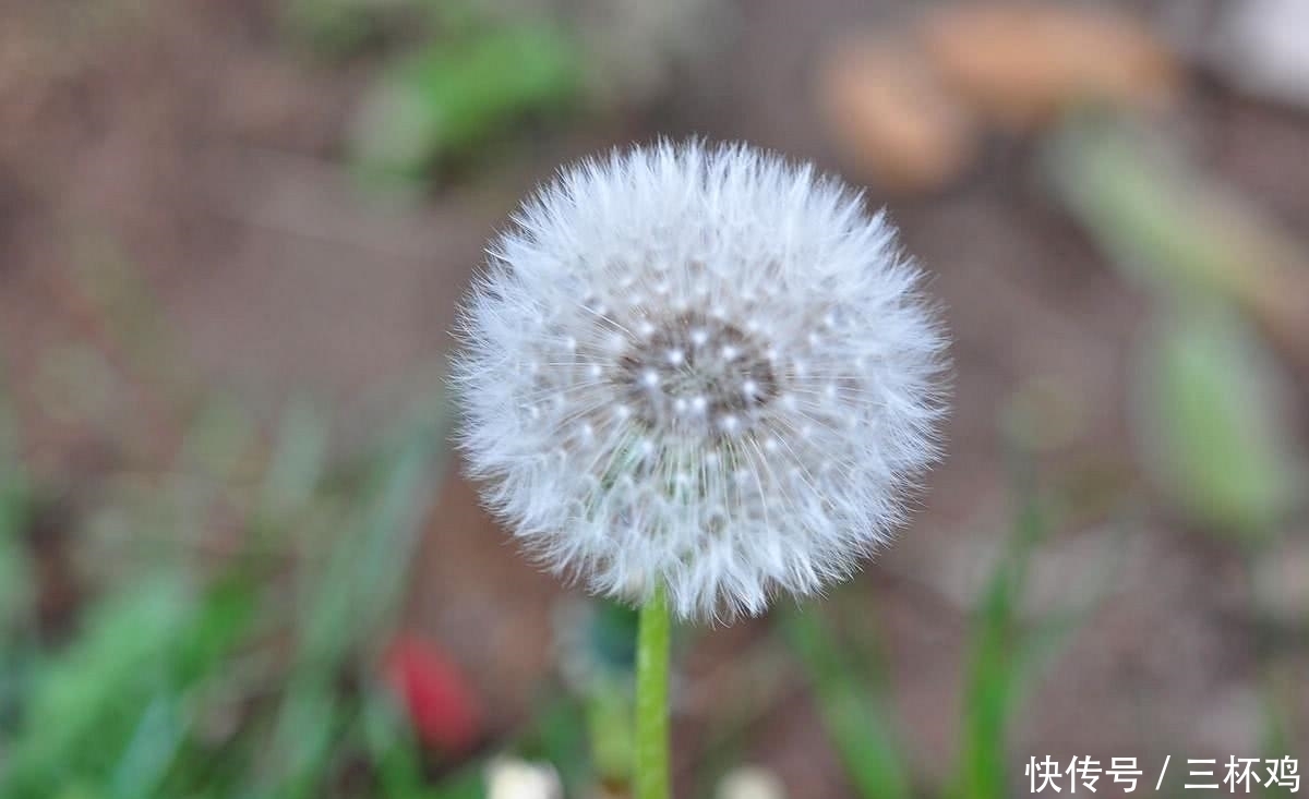 野草|墙缝里的这种野草，不要小瞧它，价值相当高，人称“八大金刚”