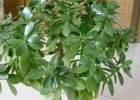 玉树不会养，学这3招细节和2个关键点，轻松开出小白花