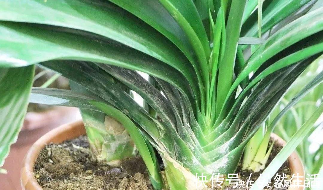君子兰到了冬季，做到一点，叶子长得快，开花红艳艳