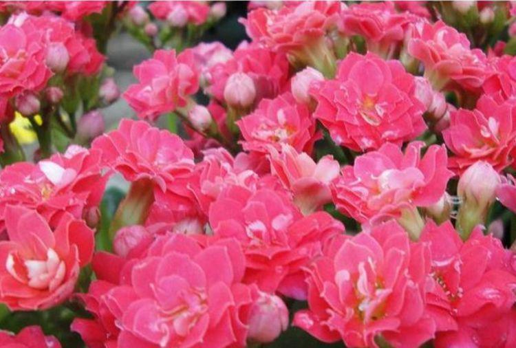 此款花卉便宜又好养,四季繁花似锦,姿色艳丽