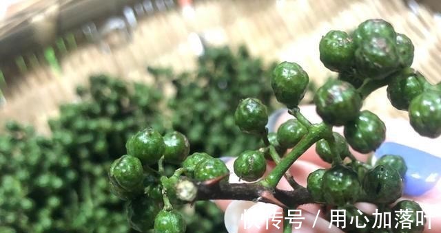 花椒油不要直接油炸,厨师长教你正确做法,又香又麻看一眼就会!