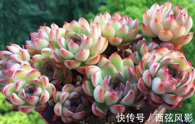 冬季多肉上盆，做好3件事，栽上生根快，早服盆