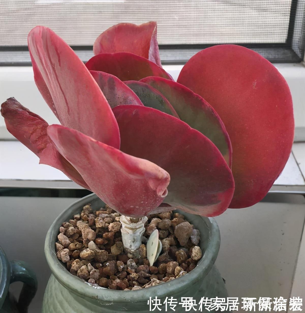 多肉|多肉唐印的变红小妙招，颜色鲜艳的秘密，分享给你