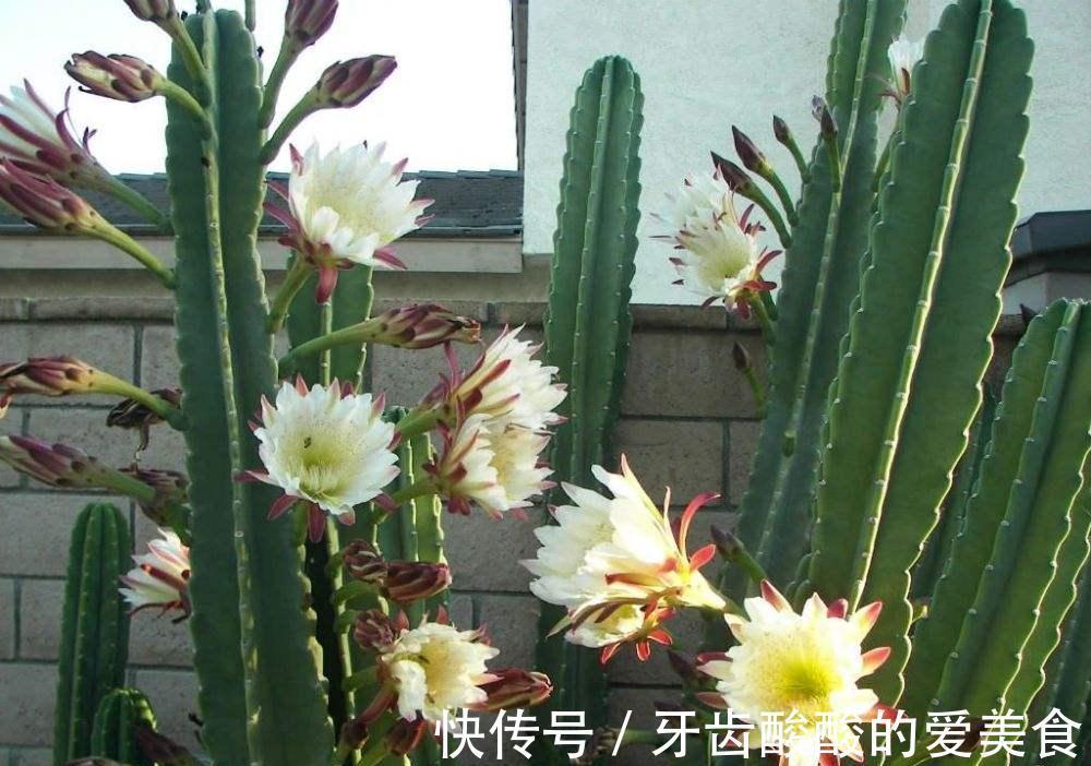 10大健康花,建议养一盆,不但能吸废气制氧气,还好养贵气