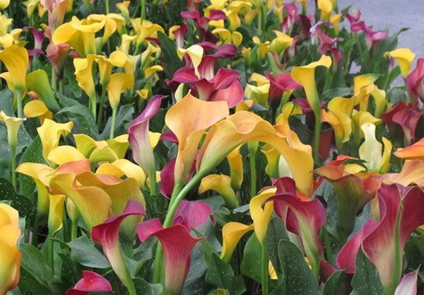 几款花卉,便宜又好养,颜值超高,寓意好