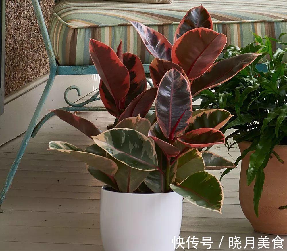 7种大型花,建议在客厅养一盆,吸废气制氧气,还有旺家的好寓意