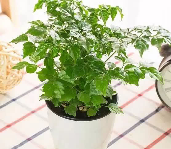 这6种花,越阴凉长得越旺,叶子绿得能冒油!