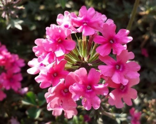 此花,沾土既活,见光就“旺”,花开“似彩虹”,一年开花200天