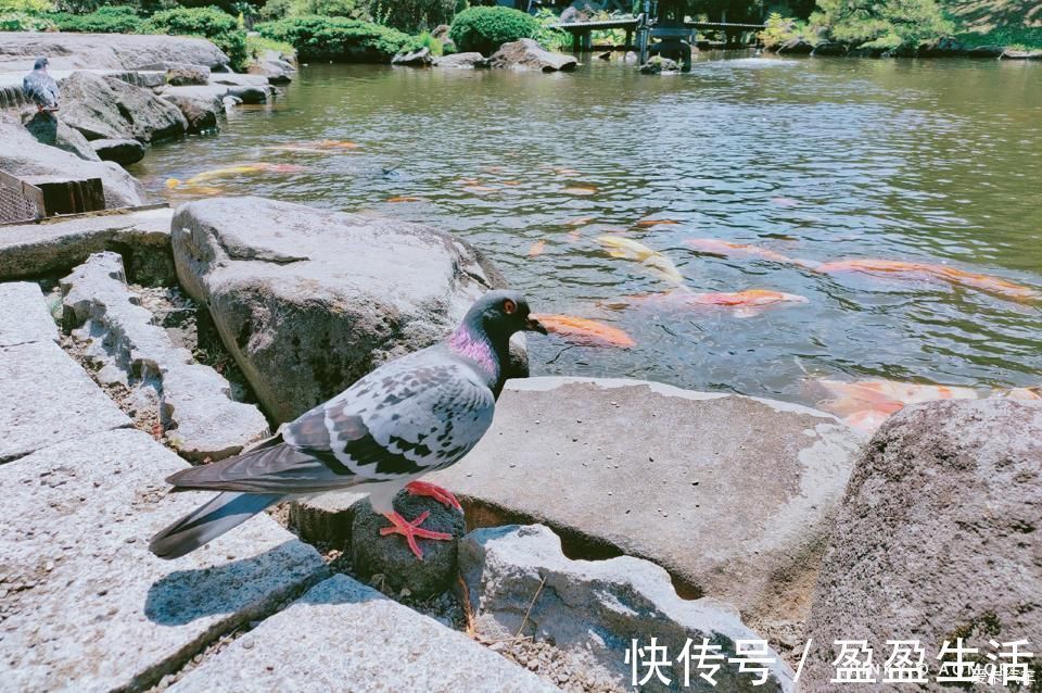 青森|日本青森夏日祭--神秘而热闹的睡魔祭