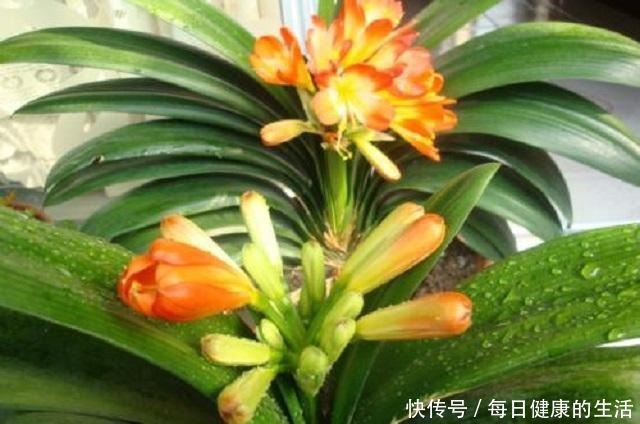 人人家中都有3溶液,是浇花“顶级神器”,不管啥花,一浇长势旺!