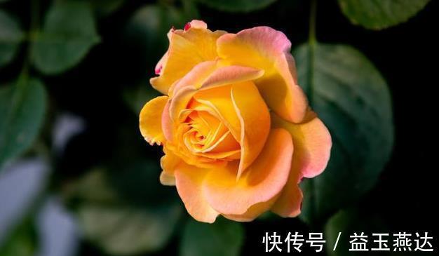 茉莉花|养此6种花要狠狠晒,越晒越能开,不然只见叶子不见花