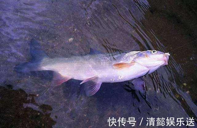 步骤|打窝子的步骤，在实际垂钓中，如何操作