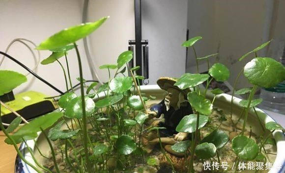 铜钱草不长个“从里到外”改一改,猛蹿10厘米,大叶挤满小花盆!