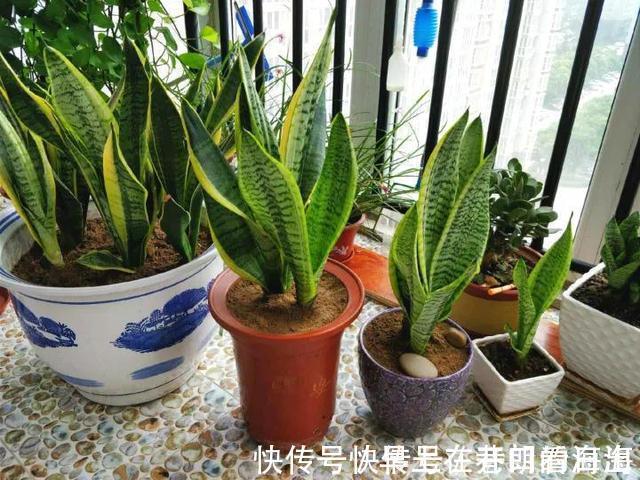 天冷|天冷了,15种漂亮花喜欢“大太阳”,多晒长得壮,花更多