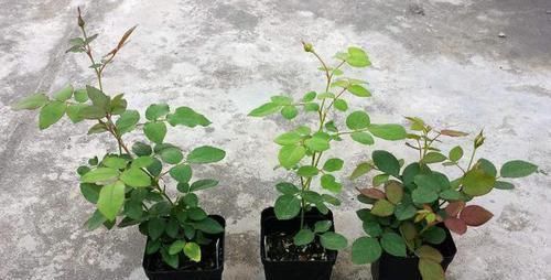 养花要“心狠”,这种枝条,见一根剪一根,开花翻十几倍