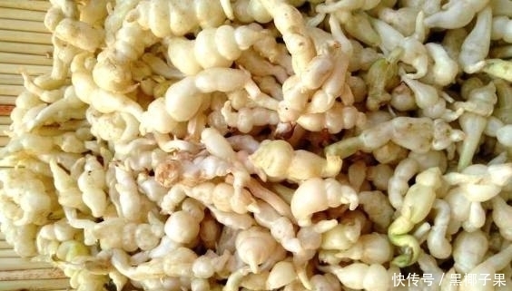 中医|大山里的这“假冬虫草”，你吃过没？中医说它对治疗肺结核有奇效