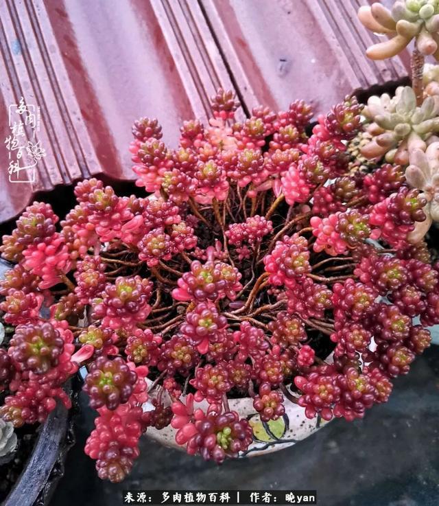 养多肉近四年,一路的走来,阳光总在风雨后!