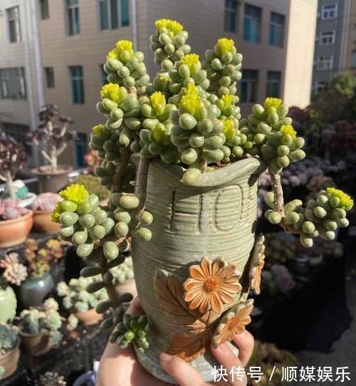 养多肉坚持很重要，都说很丑的龟之卵，六年时间变悬崖桩，真好看