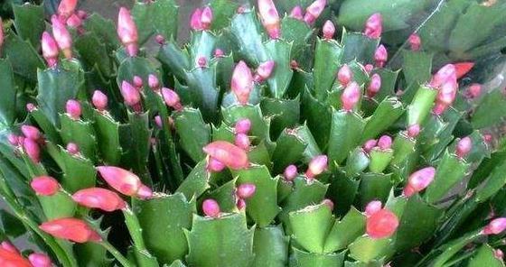 想让蟹爪兰多开花,首先让它长得强壮多发芽