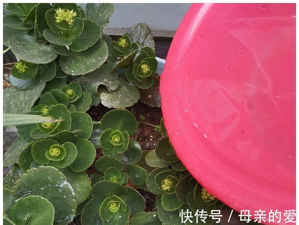 修剪|9月开始,给长寿花多做4件事,让它多冒新芽,孕蕾更多