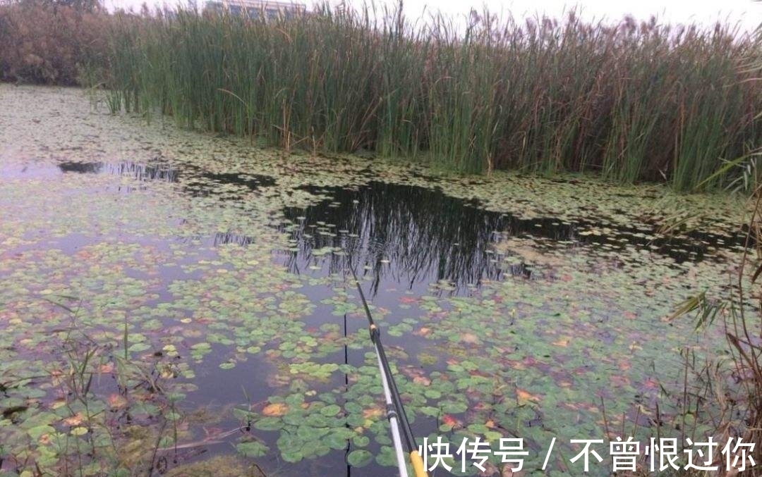 草丛|草窝钓鱼不方便打窝,蚯蚓蜂蜜加酒米,不用打窝也能钓上大板鲫