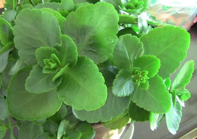 长寿花养护技巧，做到了此几点，保证长寿花花朵大叶子绿！