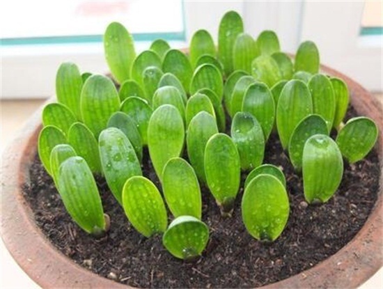 君子兰用这两个方法繁殖，长得快，成活率高