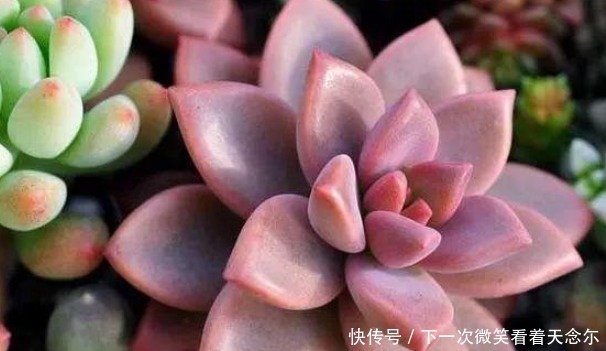 以下几种多肉最容易爆盆,想养死都难,轻松成为多肉大户!
