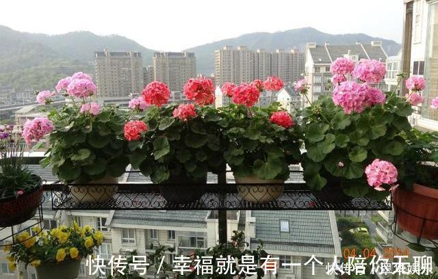 冠幅|养花的秘密小盆养好花,大盆养死花,知道为什么吗