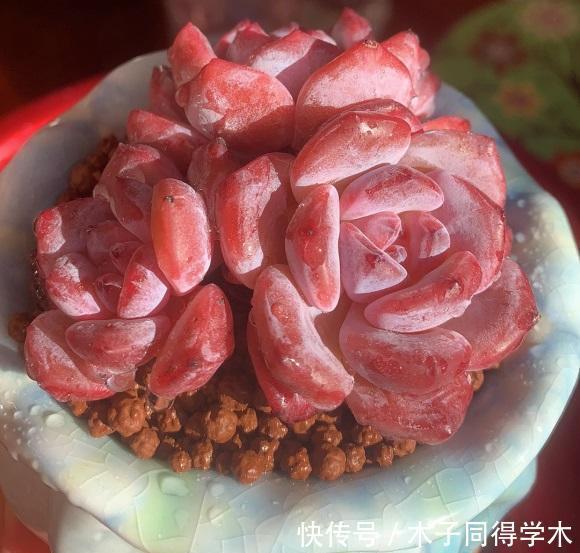 陶土|多肉不晒太阳，叶子就没有状态，夏天放在室外，20天晒的红彤彤
