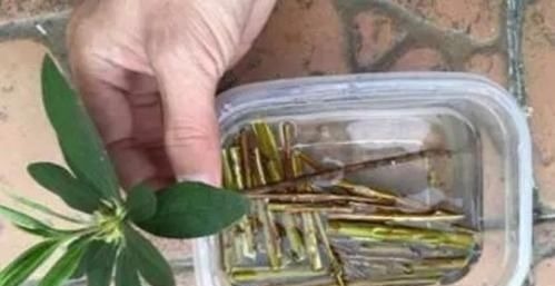 花盆里垫点这东西,营养土都不用买,养花全年不烂根