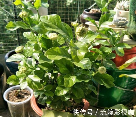 叶子|养茉莉花不长叶子,懂得分析原因,就能不枯萎长得好,开花不难