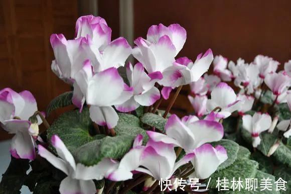 仙客来|4种花身材不大，花量却怪“吓人”，深秋花开一大片，美翻了