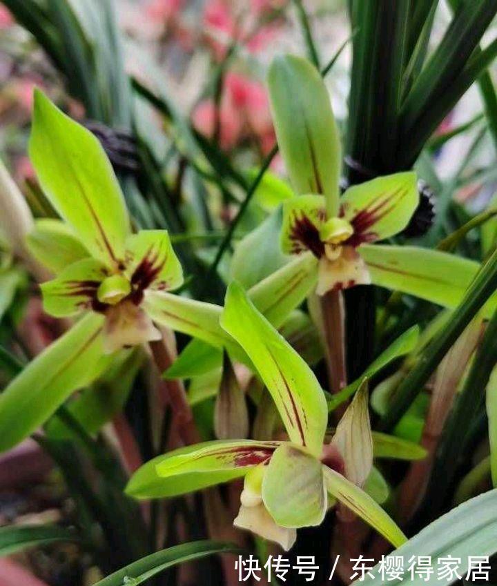 冬季的阳台,少不了这“3种花”,清新美丽芳香,花繁叶茂