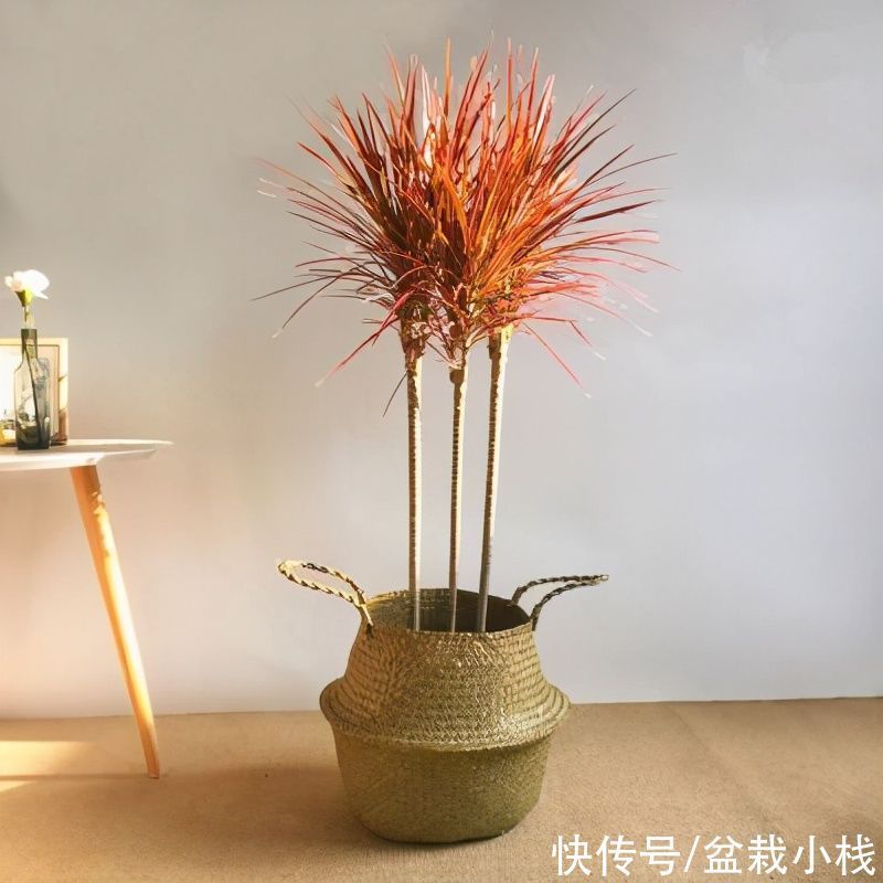 花友小叶投稿:养花一年了,三种绿植基本不用管,没光也不怕