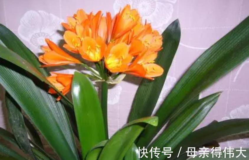 君子兰夹箭不开花?教你几个小妙招,轻松解决顺利开爆花