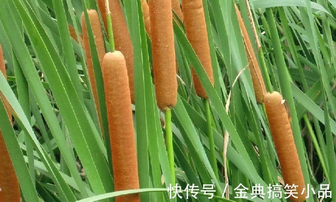 野草|农村一种野草,果实酷似香肠,水下藏着美味,营养也十分丰富