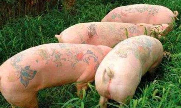 香奈儿$小伙执意给猪纹身,没想到竟被香奈儿看中,一张猪皮狂卖70万