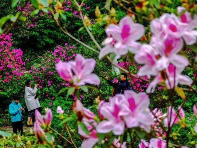 老年|太美了！！！桂林这里成了杜鹃花“花海”，这周赏花千万别错过