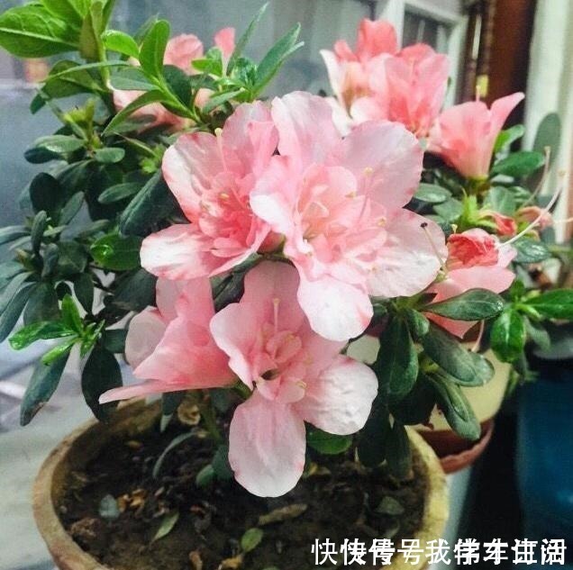 养花时注意,这4种花切不可用大花盆,越小越好,长得旺盛有气质!