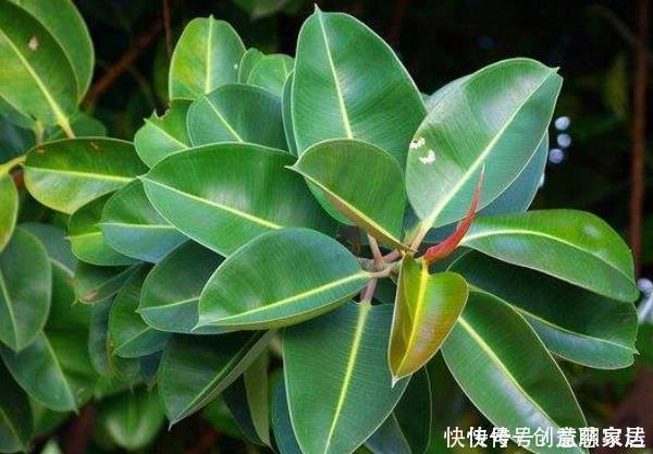 银皇后银皇后|家中有4种花,堪称''疾病的克星'',净化空气,全家人都受益