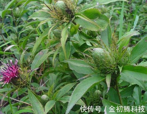 痰湿|脾胃不好,只用一味中药泡水喝,就能从此远离