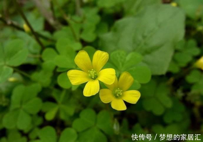 酢浆草之前是野花,现在摇身一变招人喜欢,叶片是心形开花超多