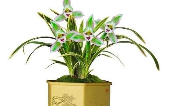 帝王妃|兰花珍品—矮种帝王妃,开花稳定,花香芬芳,文赏也可,武赏也行