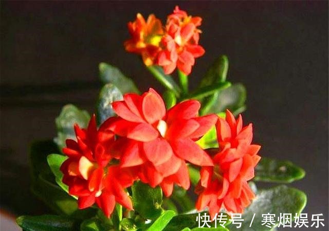 烂根|这种长寿花，叶片独特花朵漂亮，不烂根易养护，1年开花300天