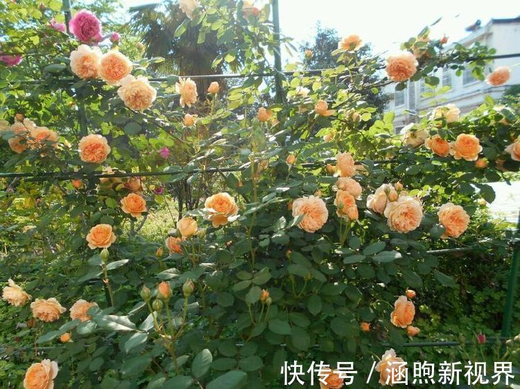 三角梅|喜欢三角梅,就养盆“开花机器”绿叶柠檬黄,花开金灿灿好养活