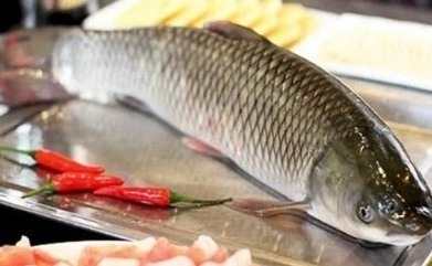 毒素|以下几种鱼营养价值低,可能还含有垃圾毒素,为了健康及时避免