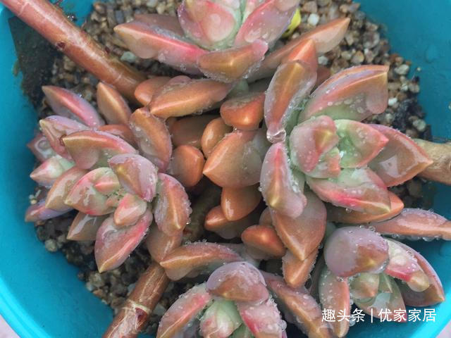 白牡丹|公认的叶插能力很强的10种多肉，新手放心养，轻松变成多肉大户