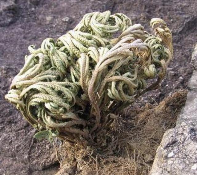 枯萎|山上的1种“还魂草”,叶片枯萎却“活着”,种花盆里,价值高!