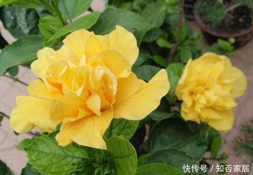 花卉|此花开花太漂亮,花色金黄,美得发光,是阳台盆栽佳品!